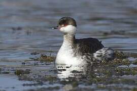 Horned Grebe