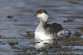 Horned Grebe