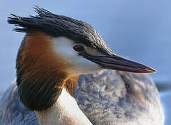 Great Crested Grebe