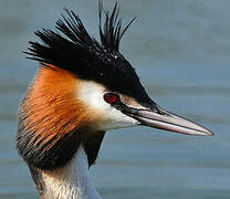 Great Crested Grebe