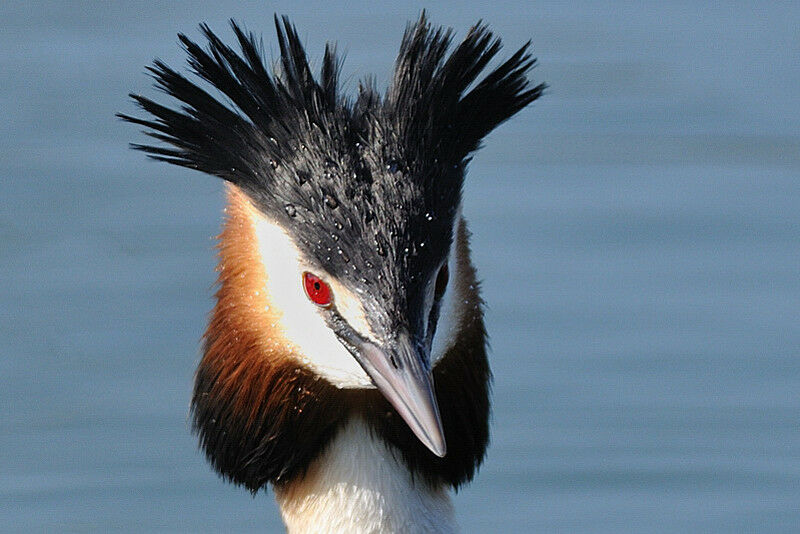 Great Crested Grebeadult breeding