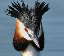 Great Crested Grebe