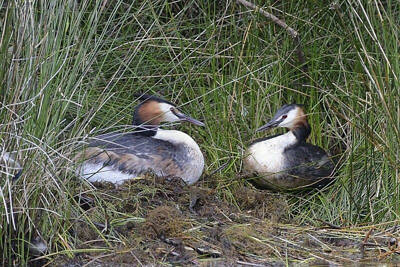 Great Crested Grebe 