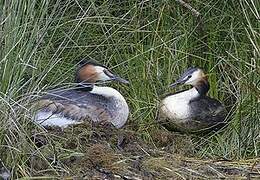 Great Crested Grebe