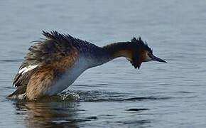 Great Crested Grebe