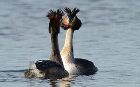 Great Crested Grebe