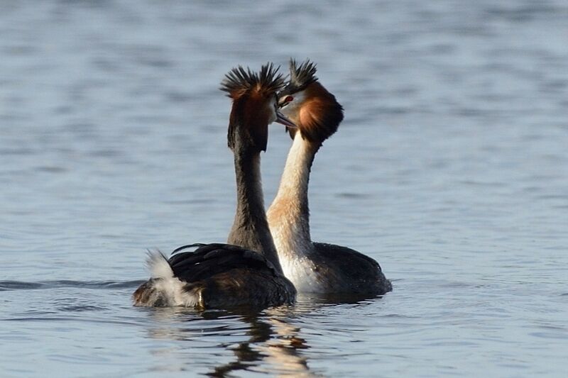 Great Crested Grebe adult breeding