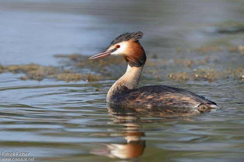 Great Crested Grebeadult breeding, identification