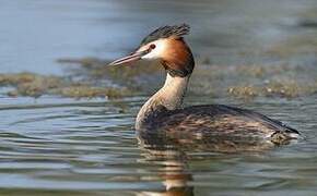 Great Crested Grebe