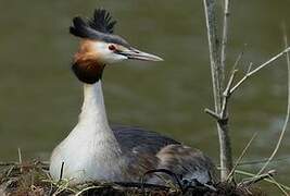 Great Crested Grebe