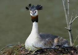 Great Crested Grebe