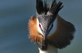 Great Crested Grebe