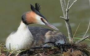 Great Crested Grebe