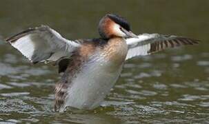 Great Crested Grebe