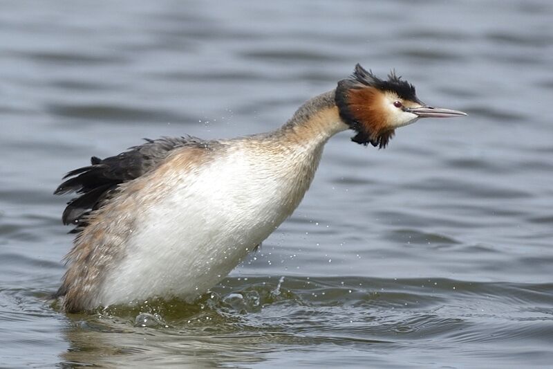 Great Crested Grebeadult breeding