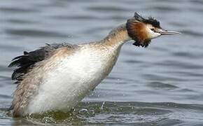 Great Crested Grebe