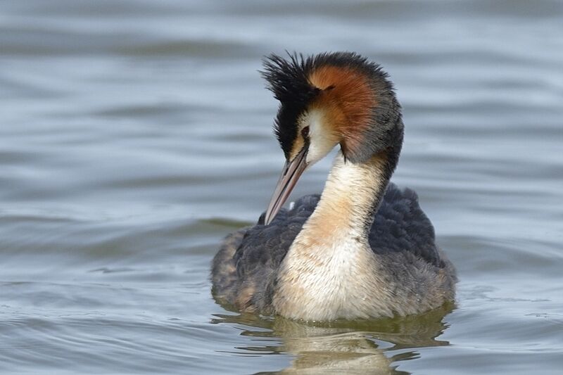 Great Crested Grebeadult breeding