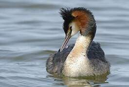 Great Crested Grebe