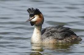 Great Crested Grebe