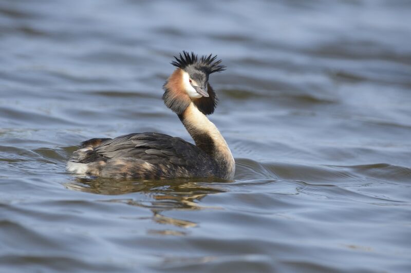 Great Crested Grebeadult breeding