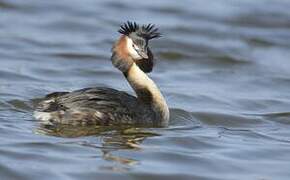 Great Crested Grebe