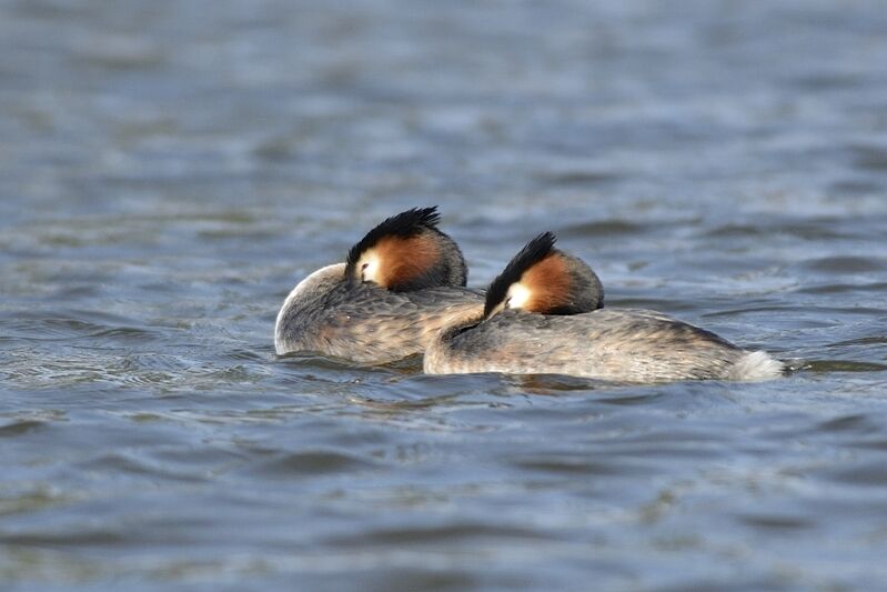 Great Crested Grebeadult, Behaviour