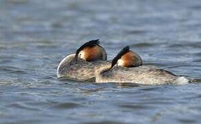 Great Crested Grebe