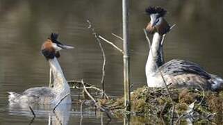 Great Crested Grebe