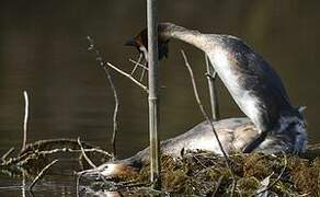 Great Crested Grebe