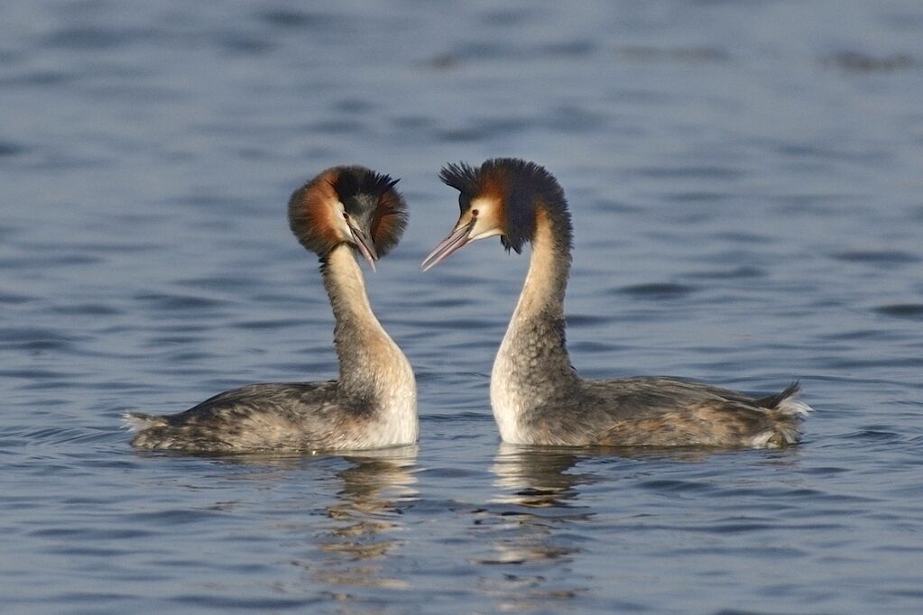 Great Crested Grebeadult, courting display