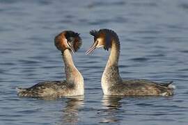 Great Crested Grebe