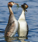 Great Crested Grebe