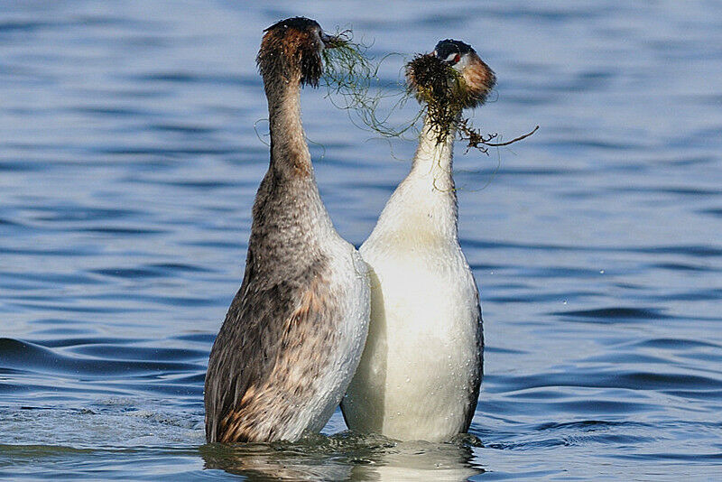 Great Crested Grebe, Behaviour