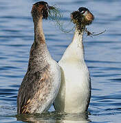 Great Crested Grebe