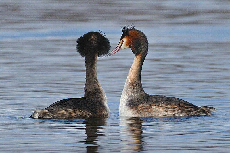 Great Crested Grebe, Behaviour