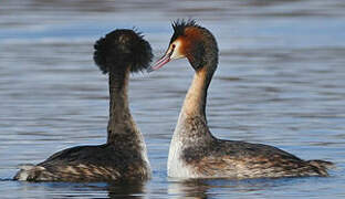 Great Crested Grebe