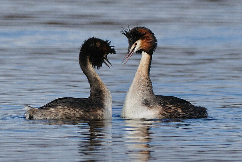 Great Crested Grebe, Behaviour