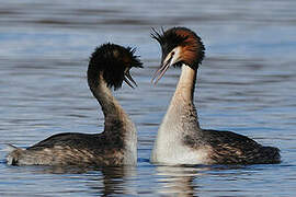 Great Crested Grebe