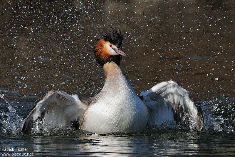 Great Crested Grebeadult breeding, Behaviour