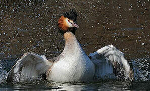 Great Crested Grebe