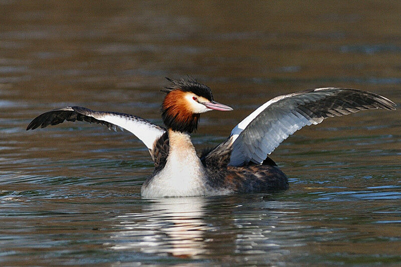 Great Crested Grebeadult breeding