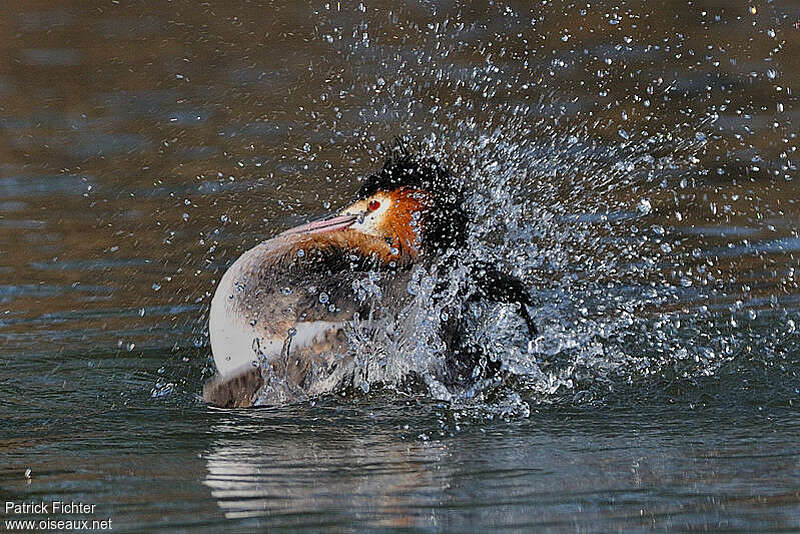 Great Crested Grebeadult breeding, Behaviour