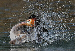 Great Crested Grebe