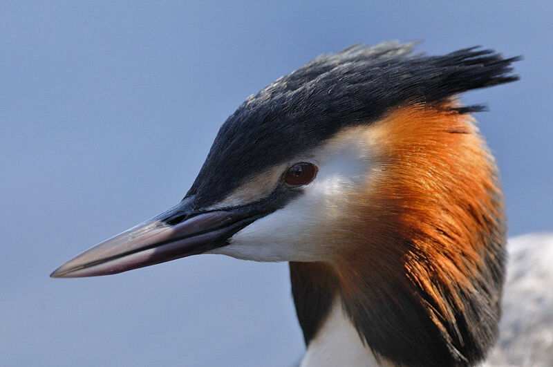 Great Crested Grebeadult breeding