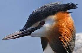 Great Crested Grebe