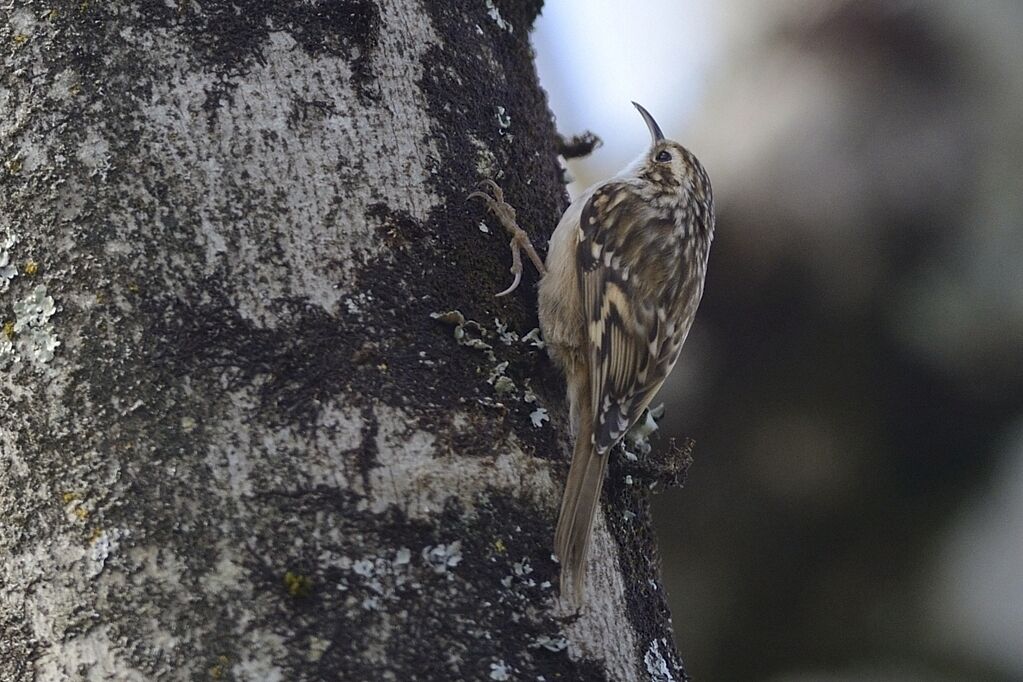 Short-toed Treecreeperadult post breeding