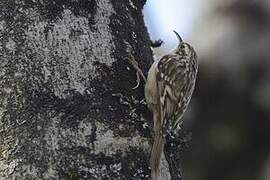 Short-toed Treecreeper