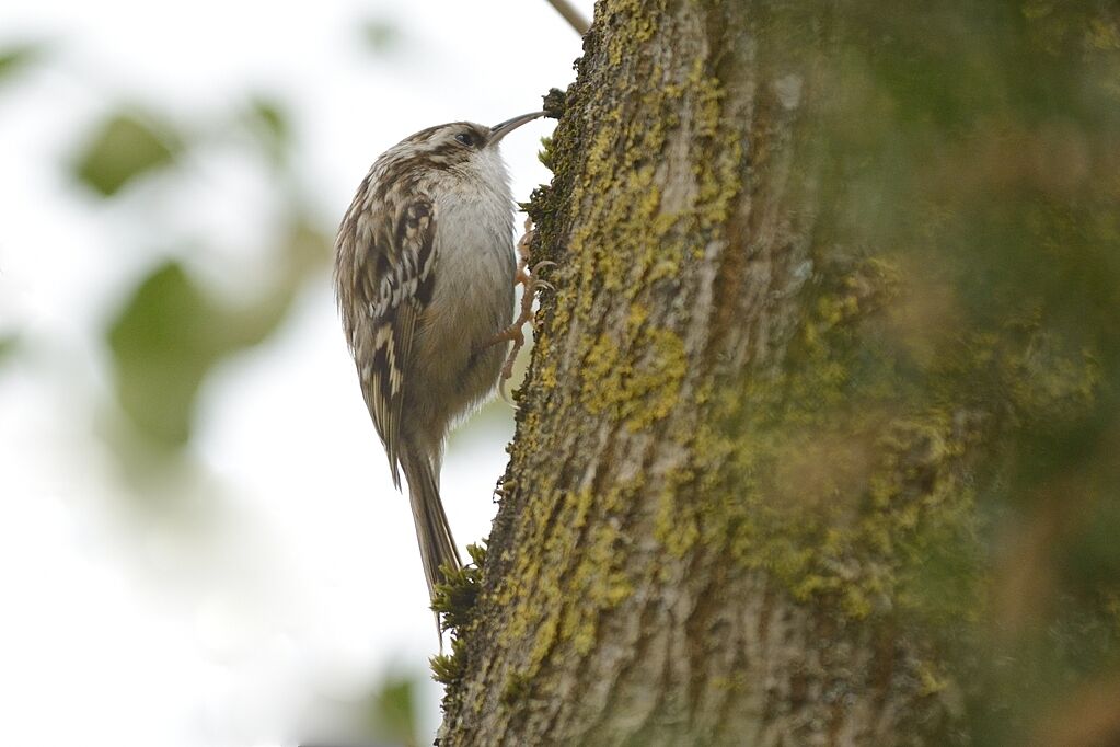 Short-toed Treecreeperadult, identification