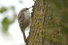 Short-toed Treecreeper