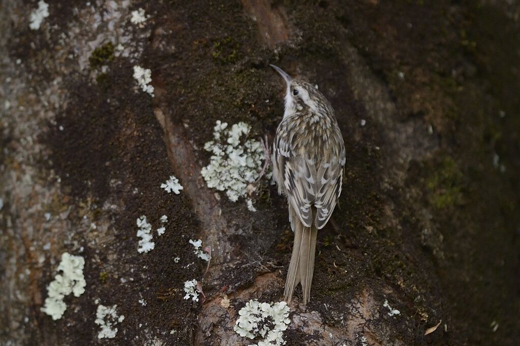 Short-toed Treecreeper, identification